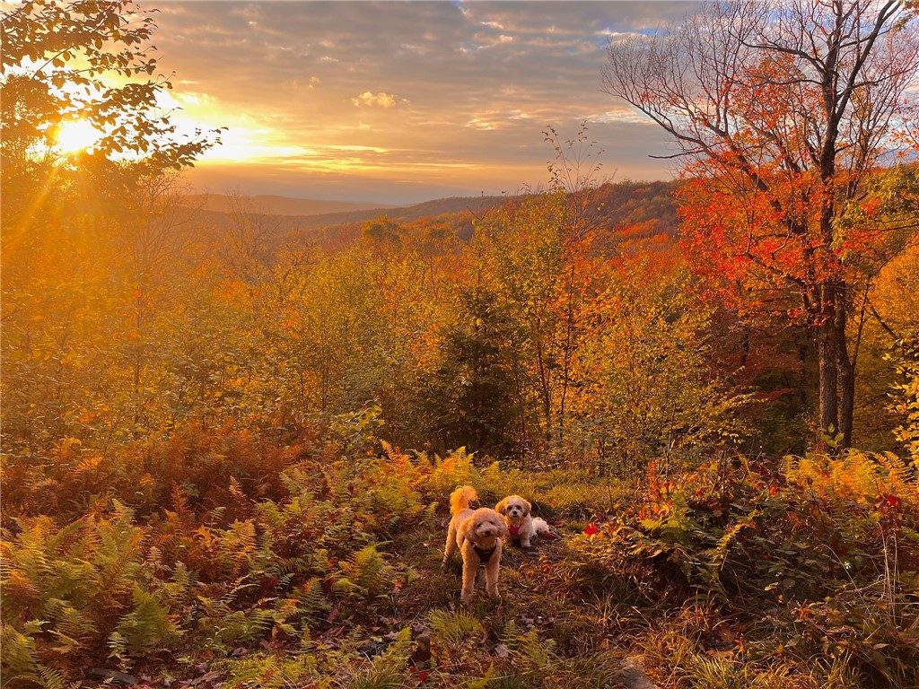 2192 Davis Hollow Road Andes, NY 13731 - Photo 19 of 23