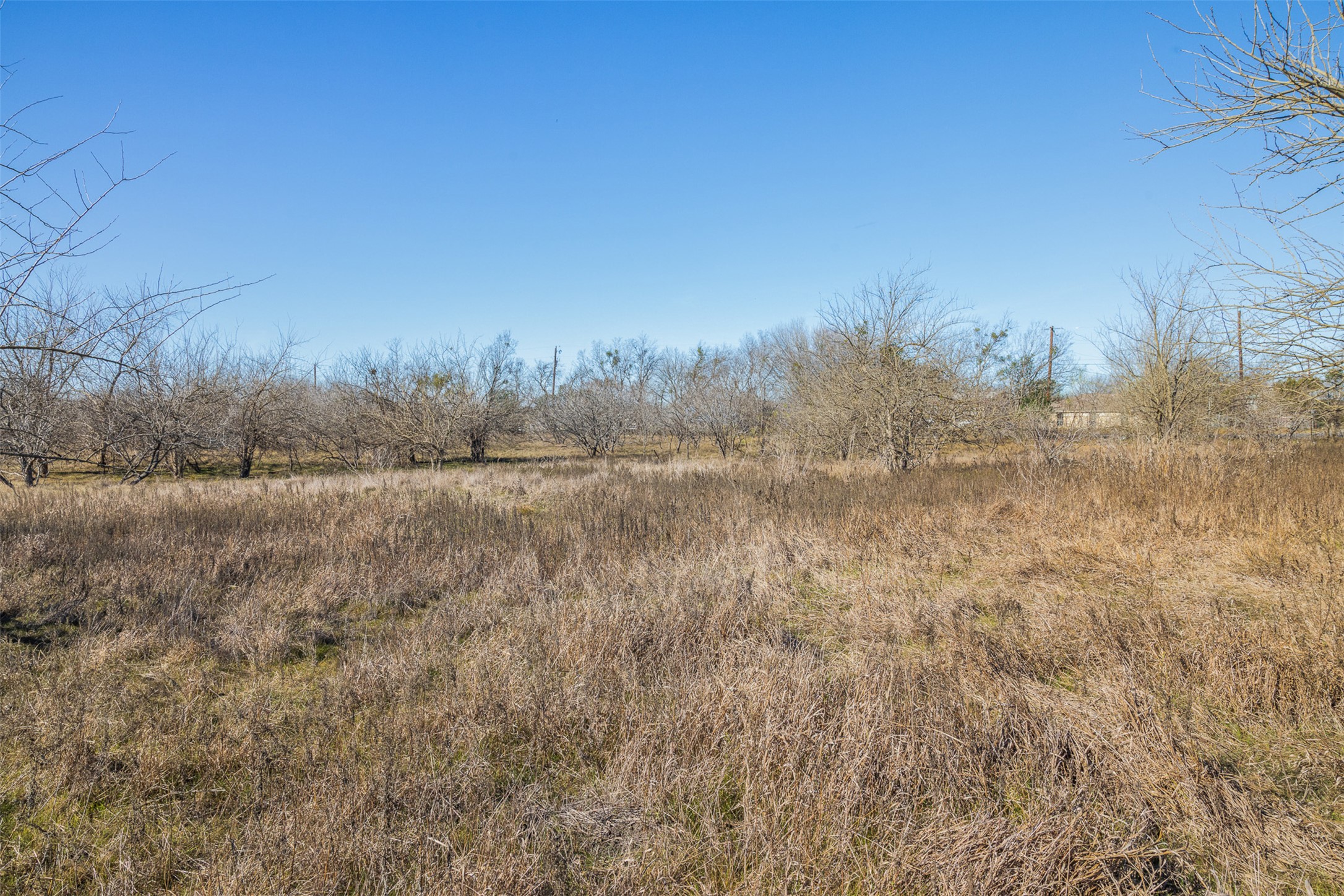 5225 Fm 2001 Buda, TX 78610 - Photo 33 of 40 a view of a dry yard with trees