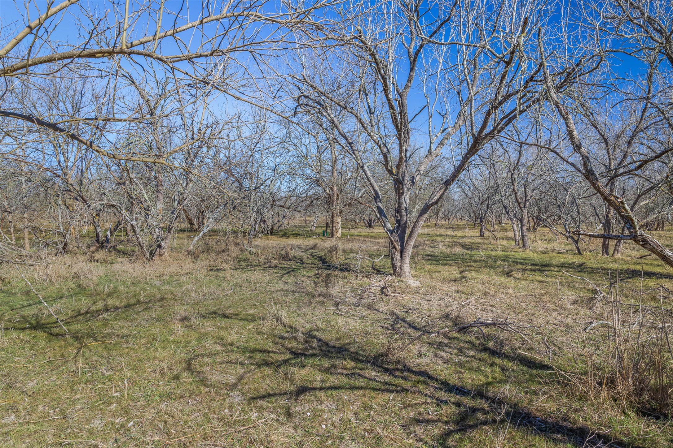 5225 Fm 2001 Buda, TX 78610 - Photo 37 of 40 a view of yard covered with trees