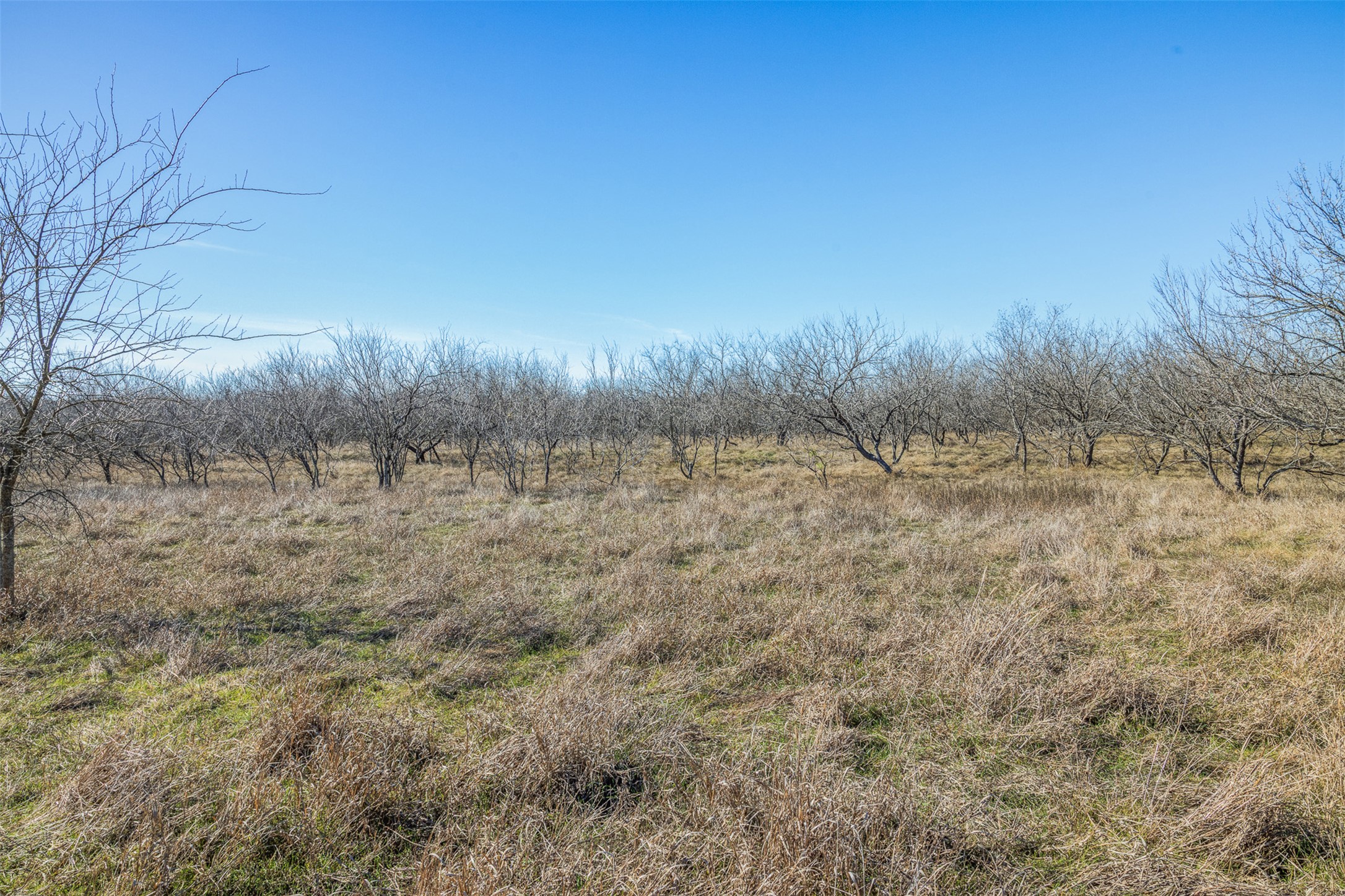 5225 Fm 2001 Buda, TX 78610 - Photo 38 of 40 a view of a dry yard with large trees