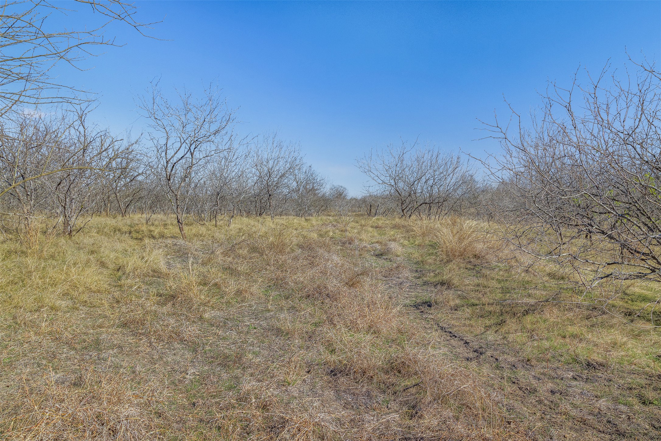 5225 Fm 2001 Buda, TX 78610 - Photo 40 of 40 a view of a yard