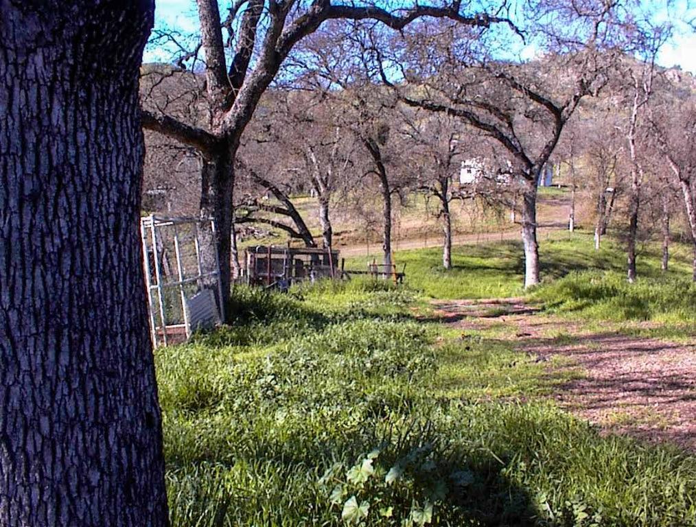 37314 Mistletoe Road Squaw Valley, CA 93675 - Photo 25 of 27 a view of backyard with green space
