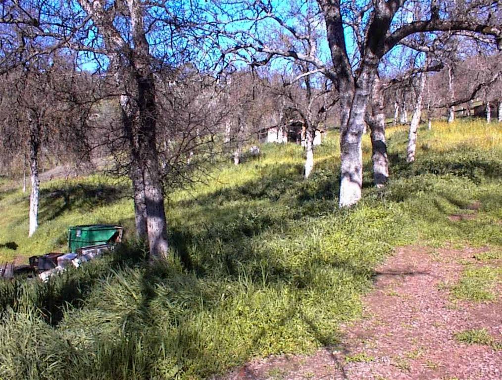 37314 Mistletoe Road Squaw Valley, CA 93675 - Photo 26 of 27 a backyard of a house with a yard and outdoor seating