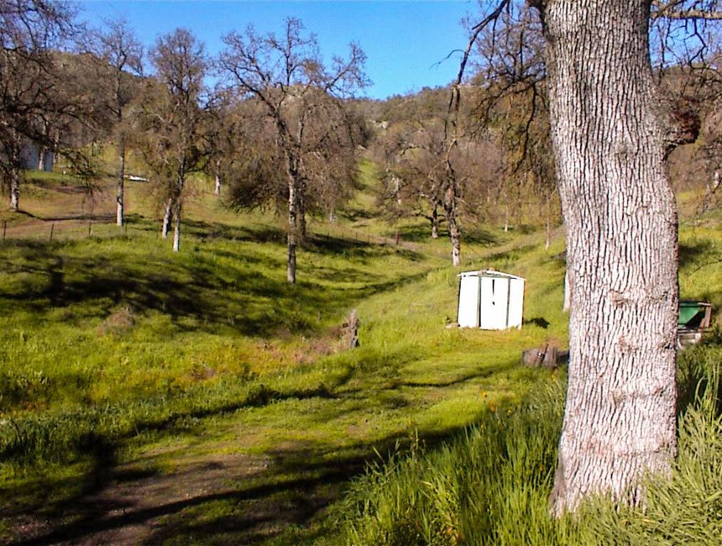 37314 Mistletoe Road Squaw Valley, CA 93675 - Photo 27 of 27 a view of a yard with plants and large trees