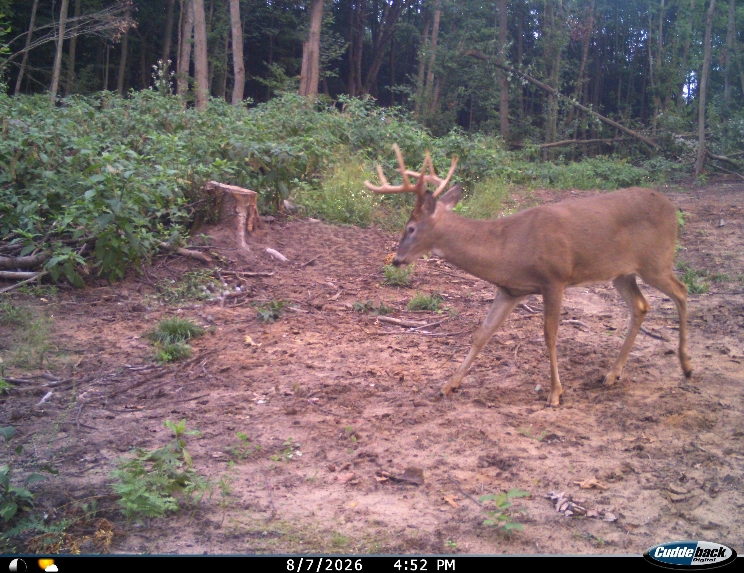 Vl Swenson Road Holton, MI 49425 - Photo 53 of 56 I__00464