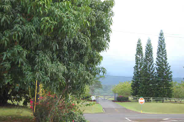 4483 Pili Road Kilauea, HI 96754 - Photo 19 of 22 Gallery Image 19