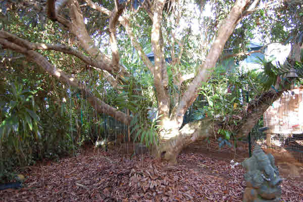 4483 Pili Road Kilauea, HI 96754 - Photo 20 of 22 Gallery Image 20