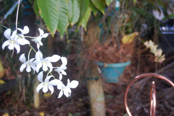 4483 Pili Road Kilauea, HI 96754 - Photo 10 of 22 Gallery Image 10