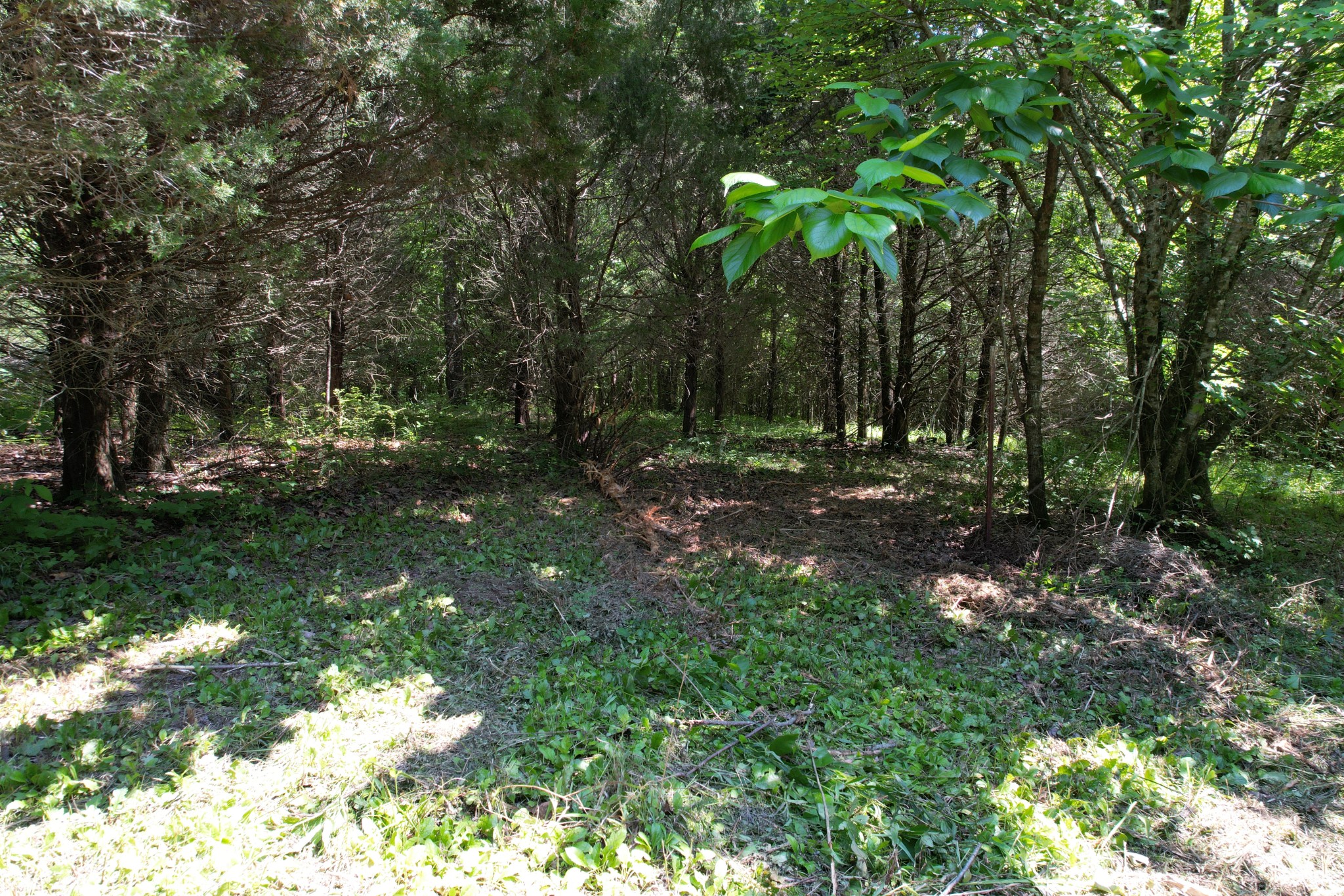 0 Chickasaw Cove Road Waynesboro, TN 38485 - Photo 19 of 22 Gallery Image 19