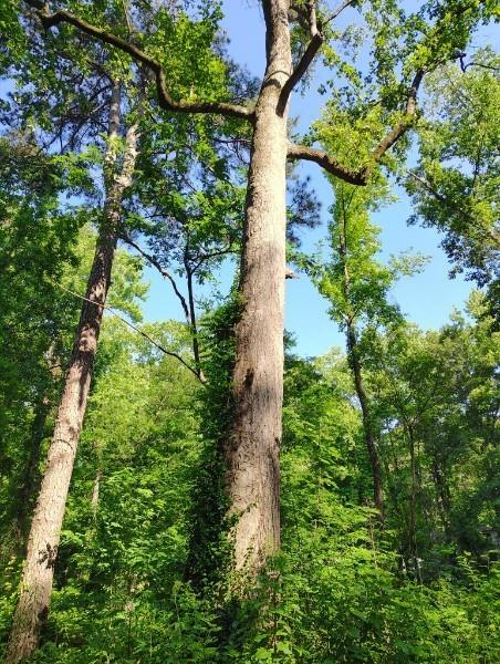 3403 Glenwood Road Decatur, GA 30032 - Photo 24 of 27 an aerial view of a yard with plants