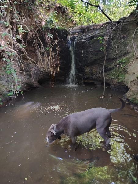 3403 Glenwood Road Decatur, GA 30032 - Photo 26 of 27 a view of a yard with large trees