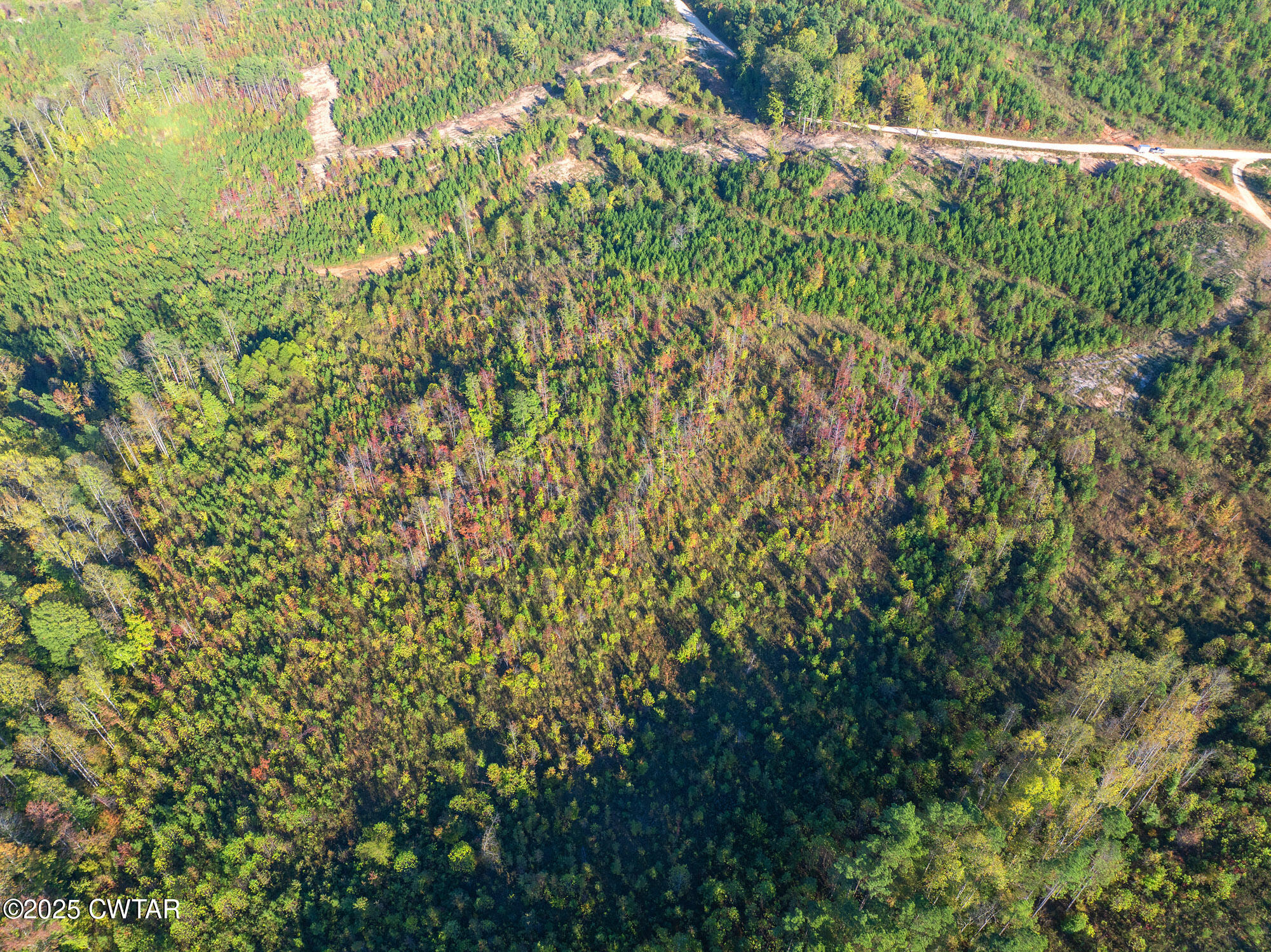 6-tract Tucker Road Bath Springs, TN 38311 - Photo 4 of 9 a close up of a plant