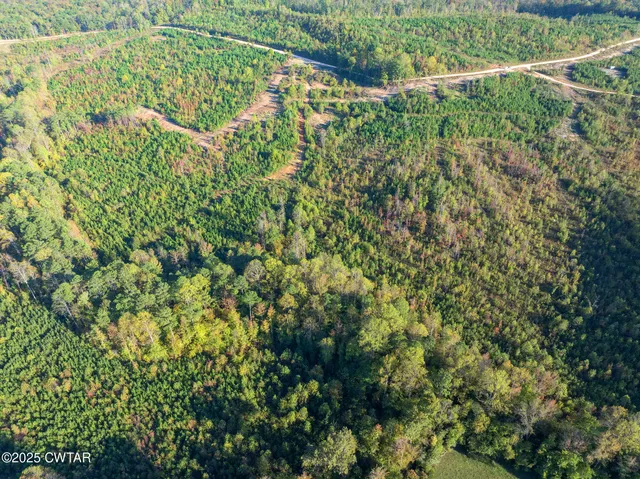 a view of a yard with plants