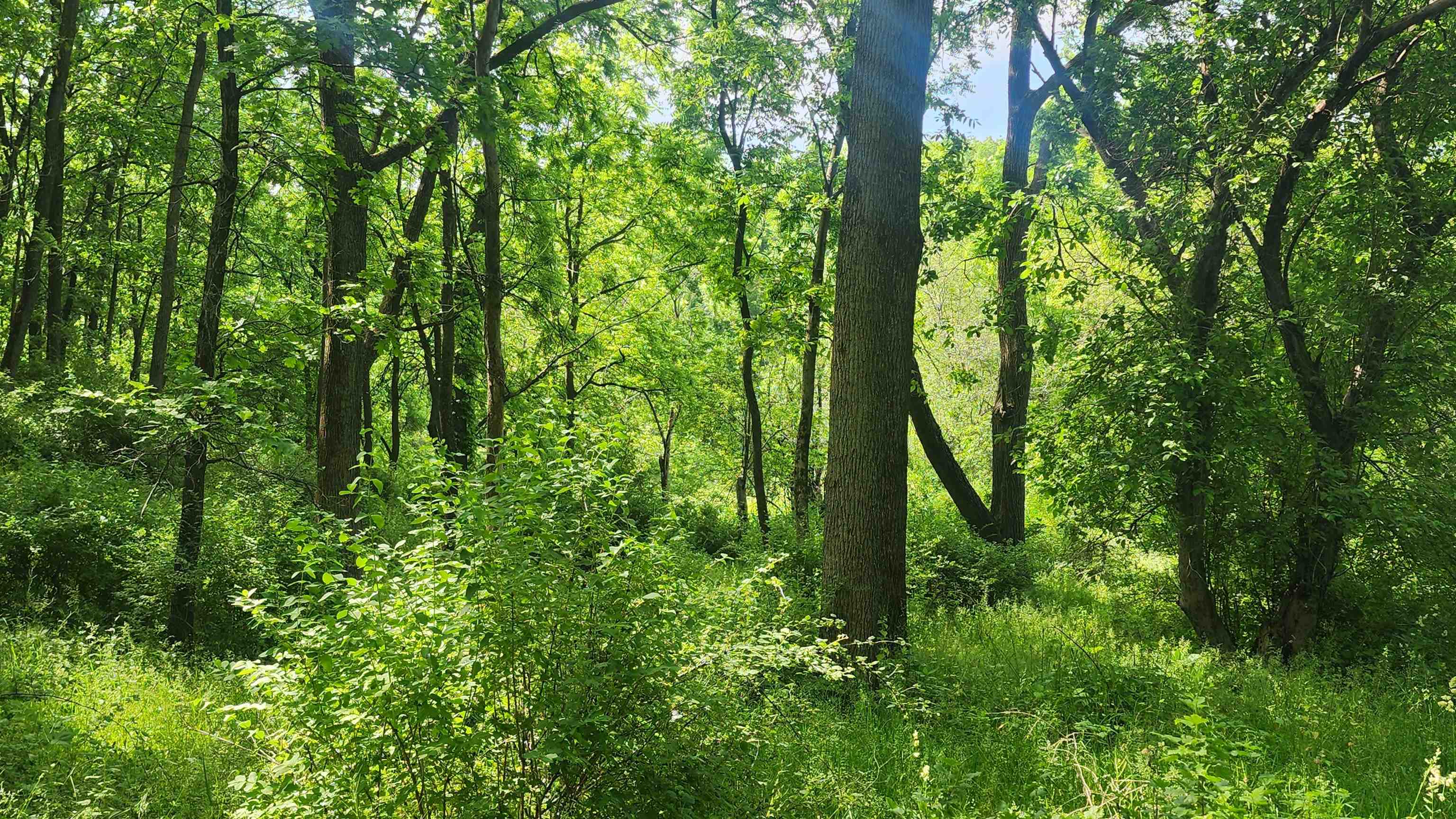 0 Shortcut Seneca, WI 54654 - Photo 15 of 22