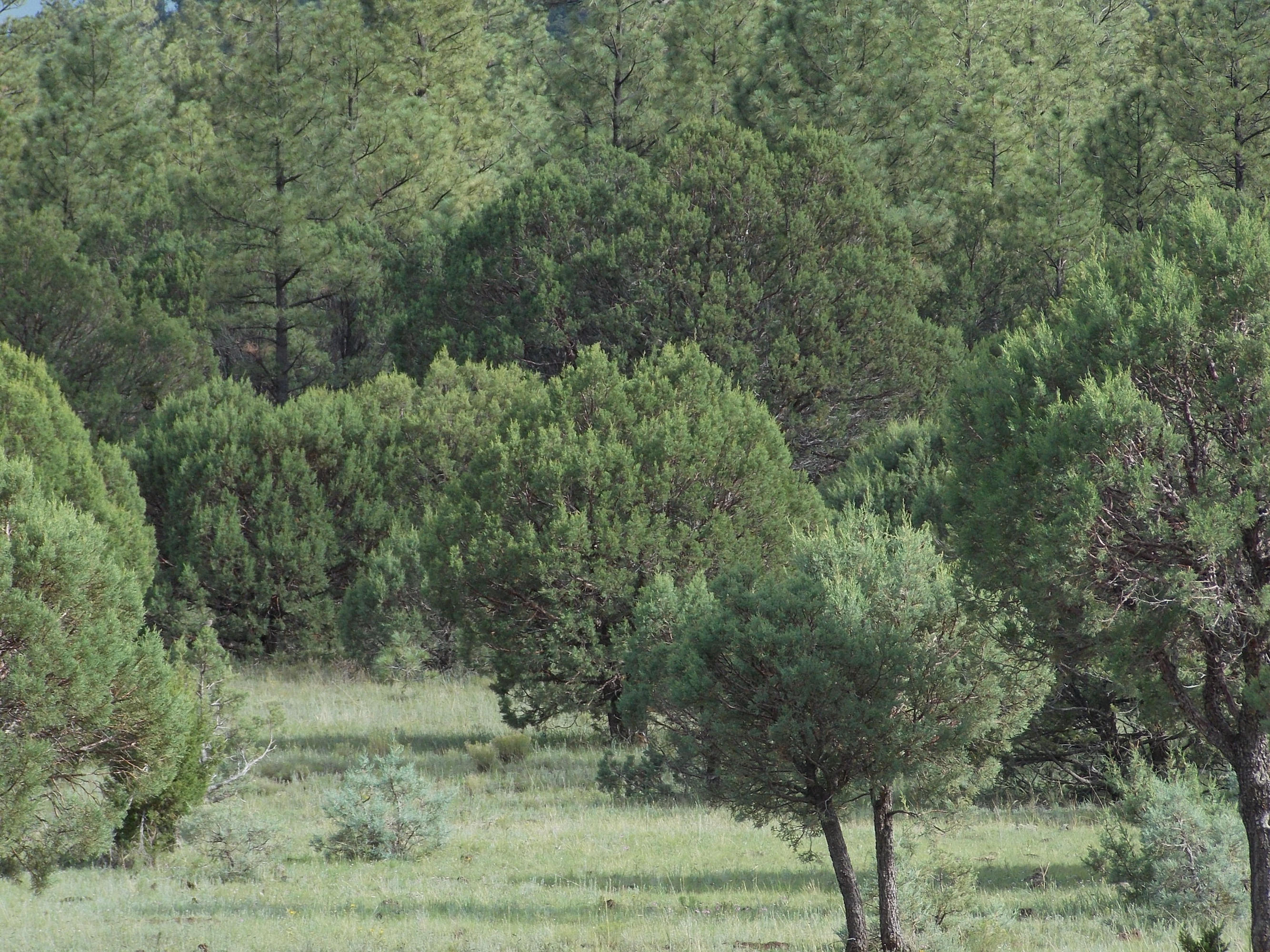 6 Porter Mountain Road Snowflake, AZ 85937 - Photo 2 of 7