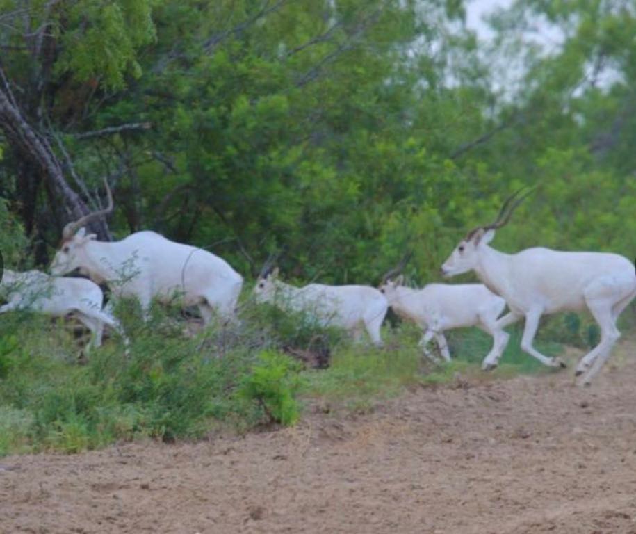 7103 Peck Bush Road Moore, TX 78057 - Photo 3 of 13 a view of a field
