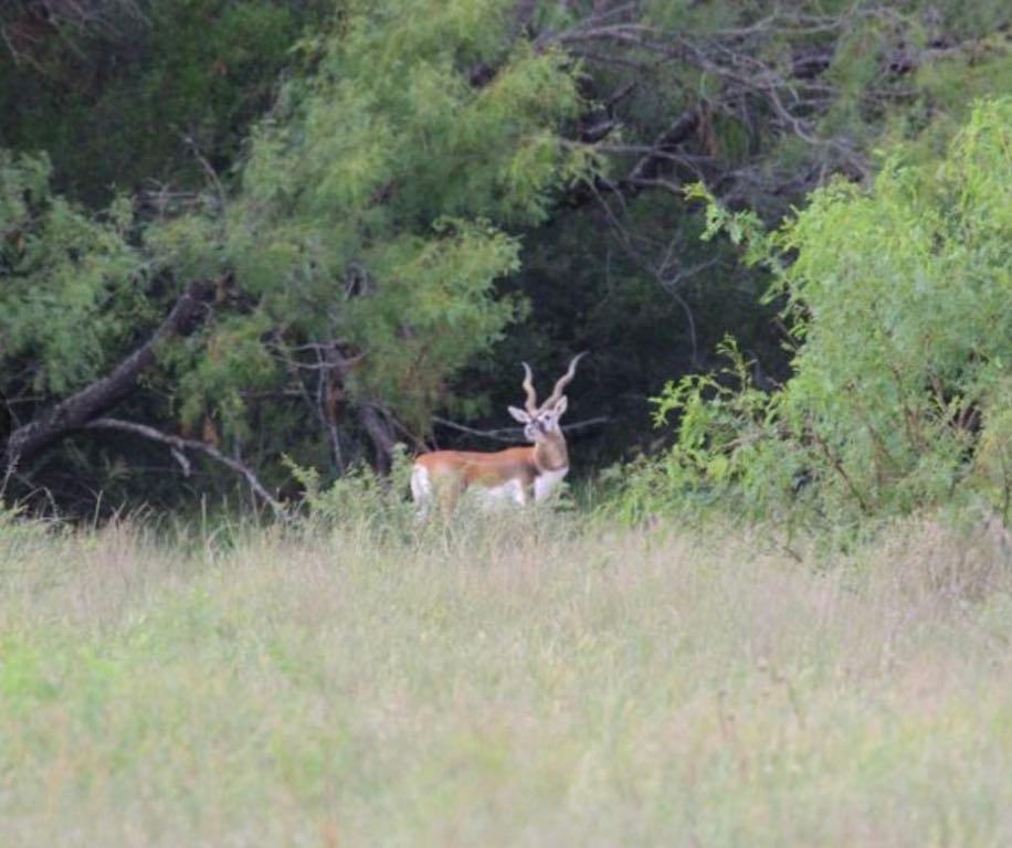 7103 Peck Bush Road Moore, TX 78057 - Photo 4 of 13