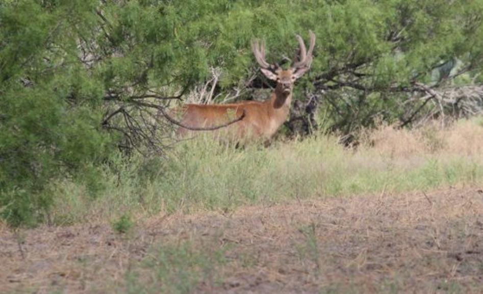 7103 Peck Bush Road Moore, TX 78057 - Photo 5 of 13 a view of a dry yard