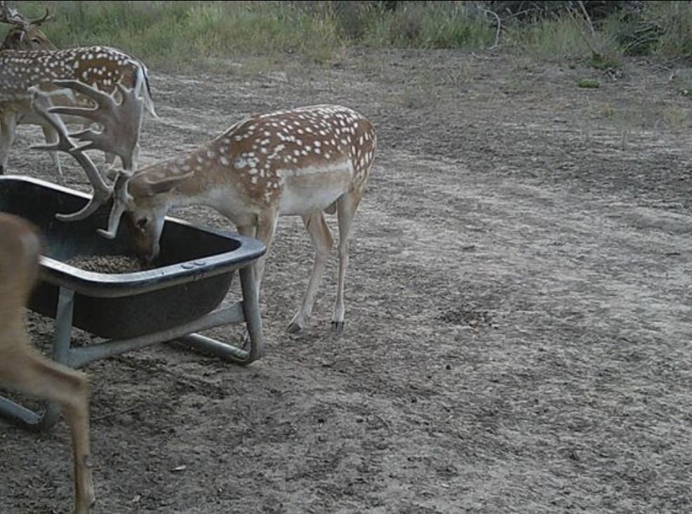 7103 Peck Bush Road Moore, TX 78057 - Photo 7 of 13 a view of an outdoor space with sitting area