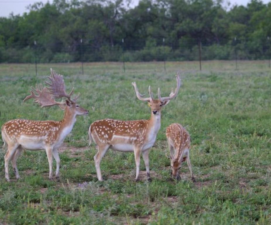 7103 Peck Bush Road Moore, TX 78057 - Photo 8 of 13 a view of a chairs and table in the back yard
