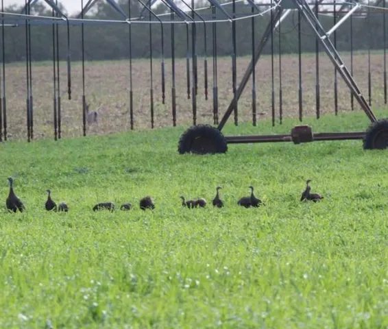 $450,000 | 7103 Peck Bush Road, Moore, TX 78057