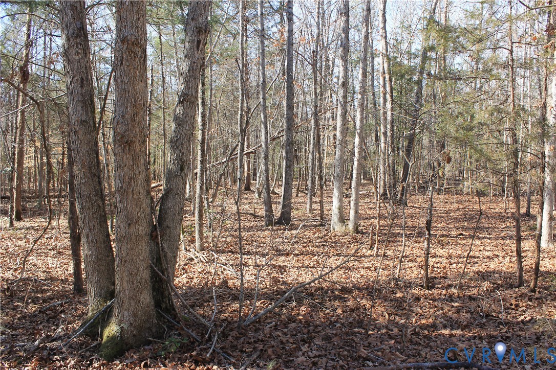 0 Watkins Forest Road Chase City, VA 23924 - Photo 2 of 58 a view of a yard with plants and trees