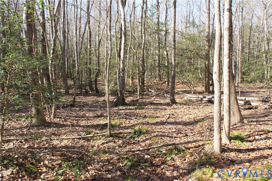 0 Watkins Forest Road Chase City, VA 23924 - Photo 23 of 58 a view of a row of trees with lots of trees