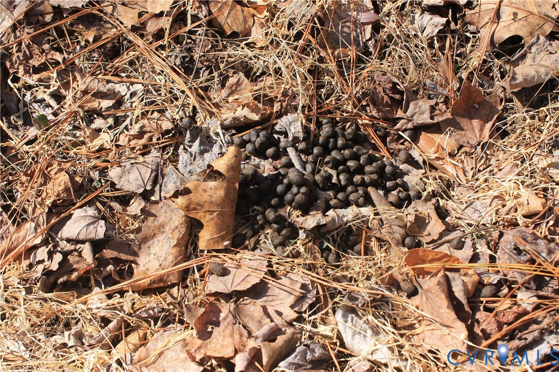 0 Watkins Forest Road Chase City, VA 23924 - Photo 26 of 58