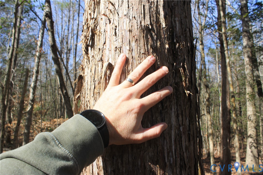 0 Watkins Forest Road Chase City, VA 23924 - Photo 30 of 58