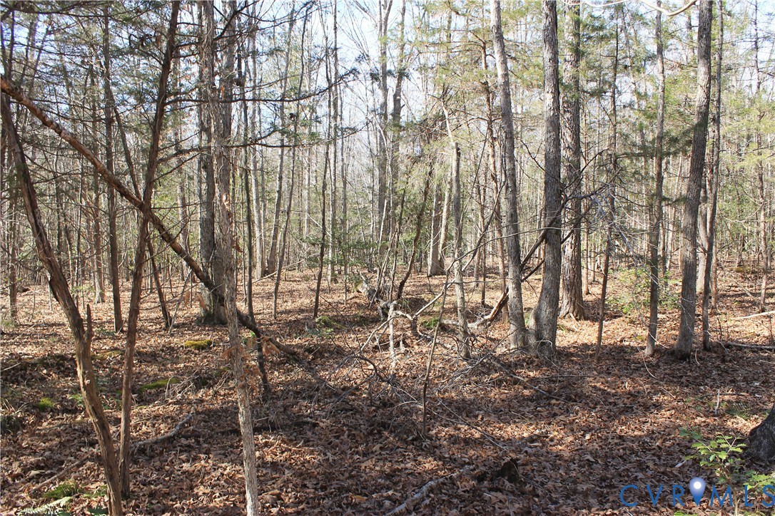 0 Watkins Forest Road Chase City, VA 23924 - Photo 4 of 58 a view of forest