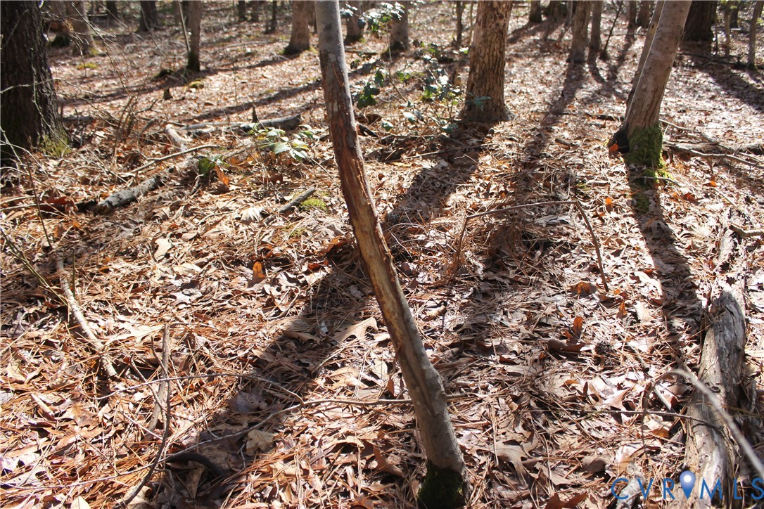 0 Watkins Forest Road Chase City, VA 23924 - Photo 49 of 58 a yard with tall trees