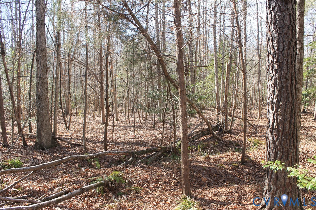 0 Watkins Forest Road Chase City, VA 23924 - Photo 5 of 58 a view of a forest filled with trees