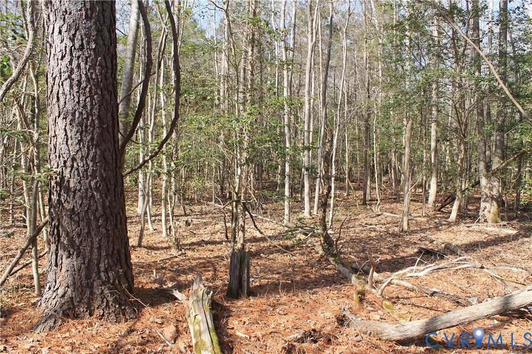 0 Watkins Forest Road Chase City, VA 23924 - Photo 53 of 58