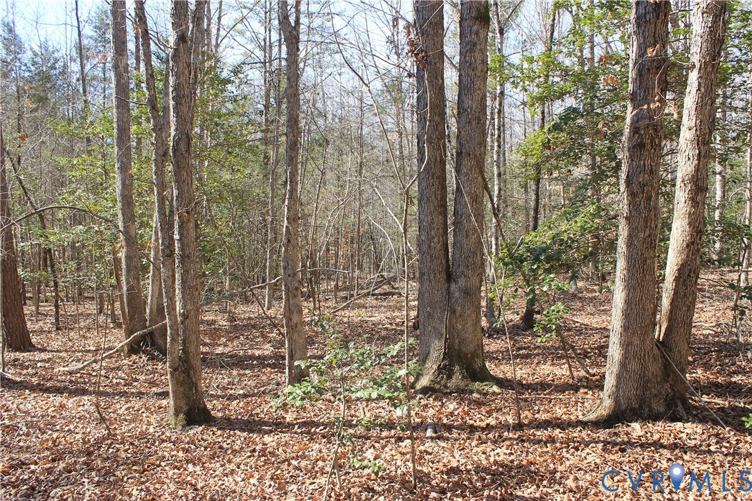 0 Watkins Forest Road Chase City, VA 23924 - Photo 6 of 58 a view of a forest that has a tree