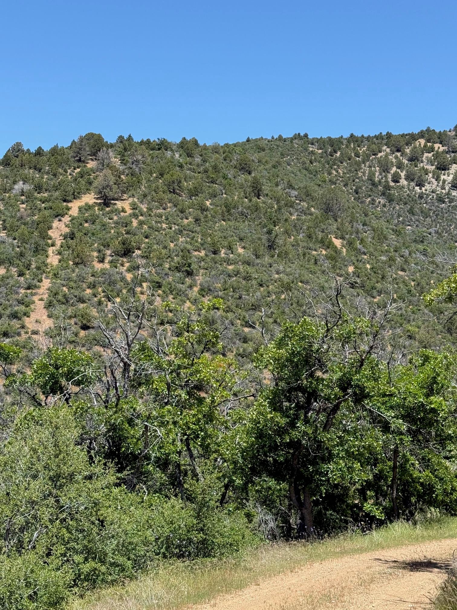 40 Acres Off Scarface Road Gazelle, CA 96034 - Photo 23 of 27 Gallery Image 23