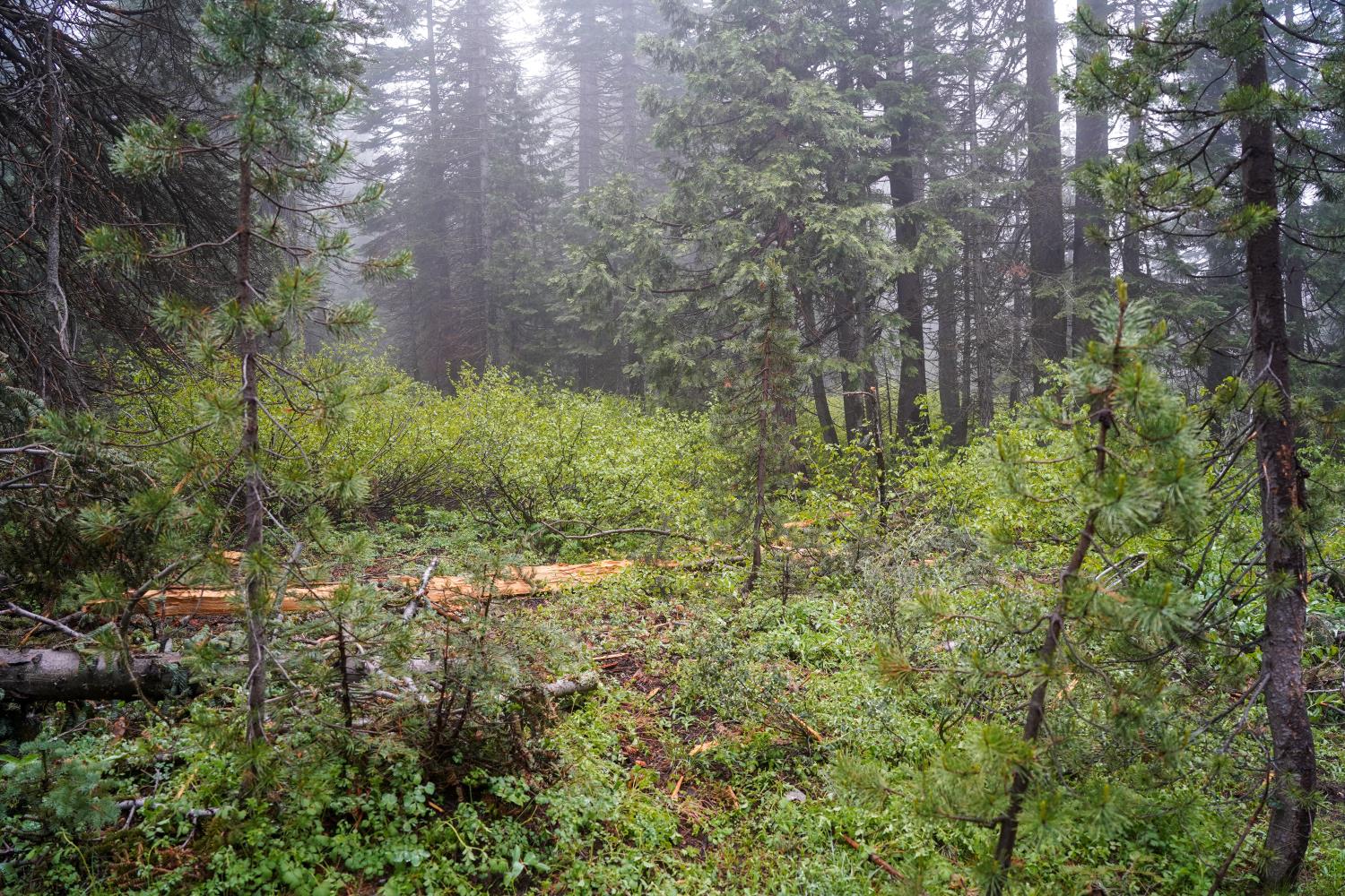 19498 Marsh Mill Road Nevada City, CA 95959 - Photo 11 of 24