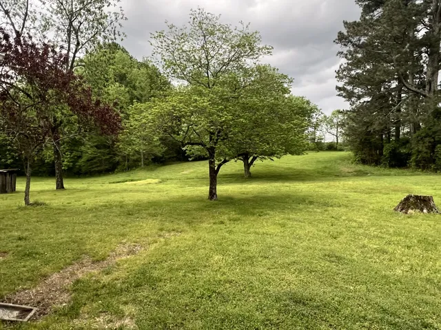 a view of a garden with a tree