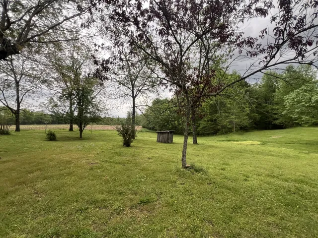 a view of a tree in a yard