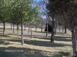 a view of a yard with trees