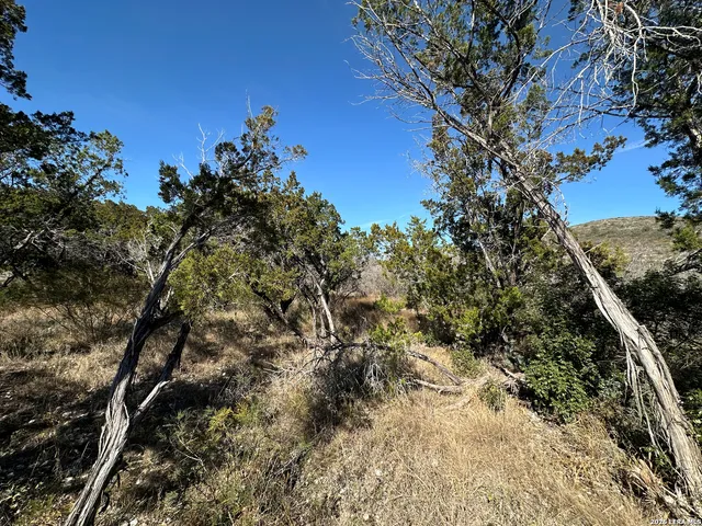 a view of a tree in a field with a tree in the background