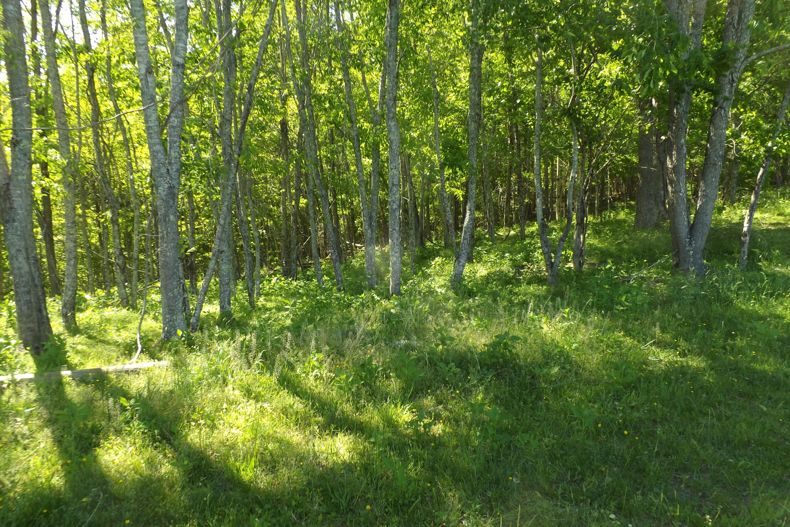 6429 Manville Road Gate City, VA 24251 - Photo 28 of 67 DSCF3697