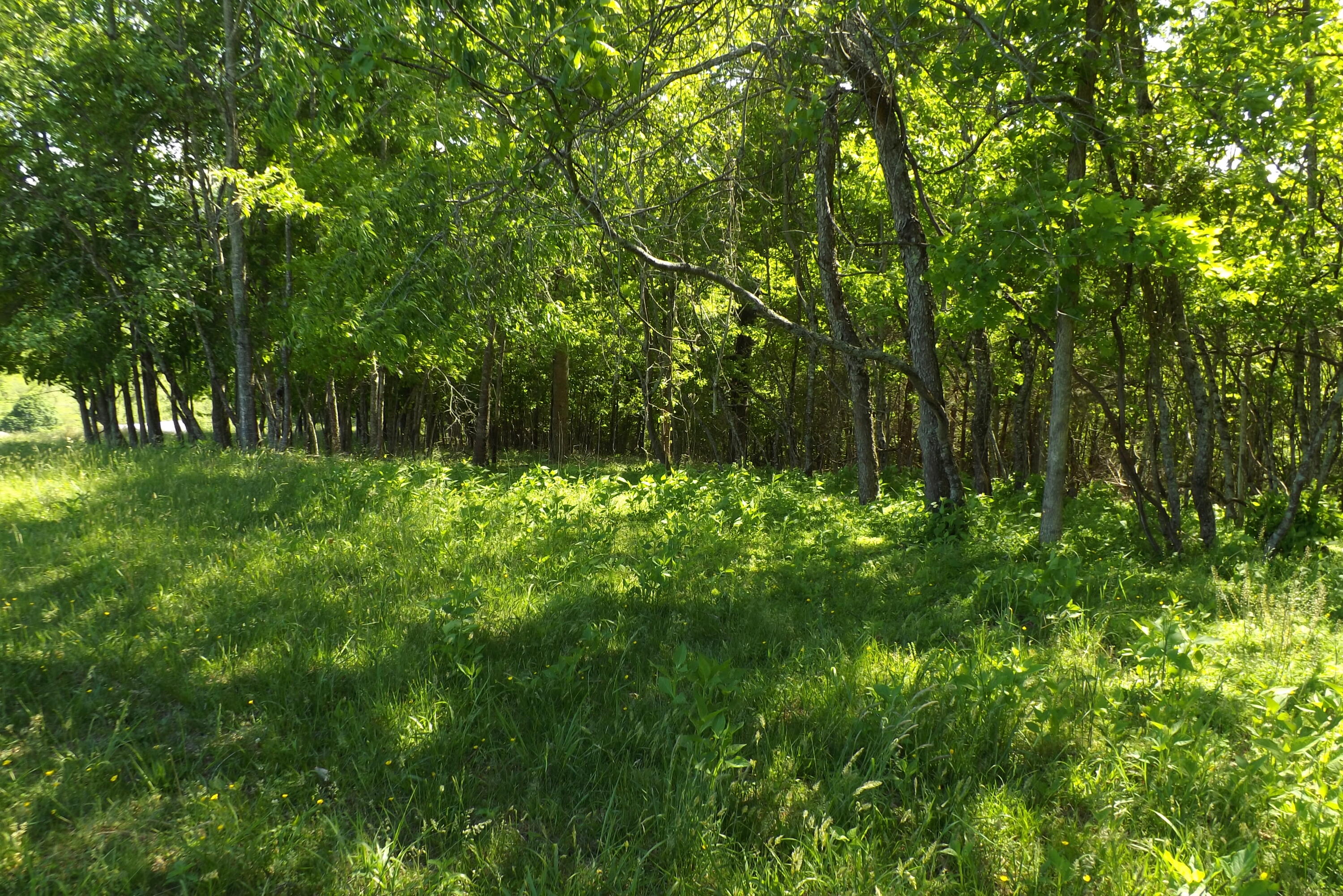 6429 Manville Road Gate City, VA 24251 - Photo 33 of 67 DSCF3702