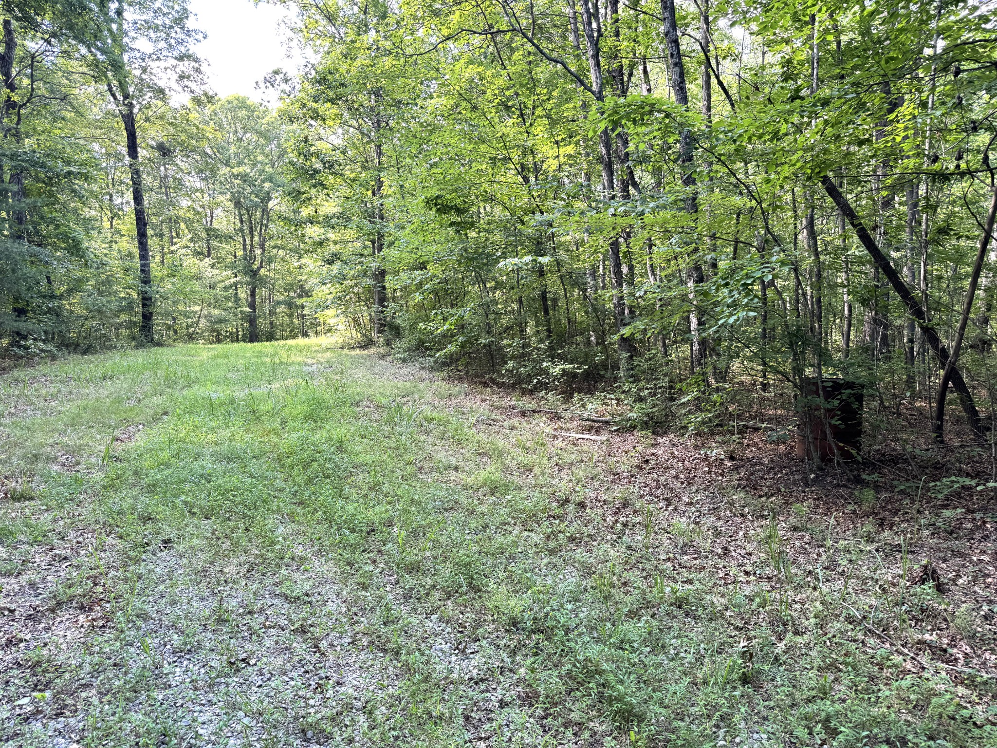 0 Indian Camp Creek Road Altamont, TN 37301 - Photo 11 of 24 a view of a forest with trees in the background
