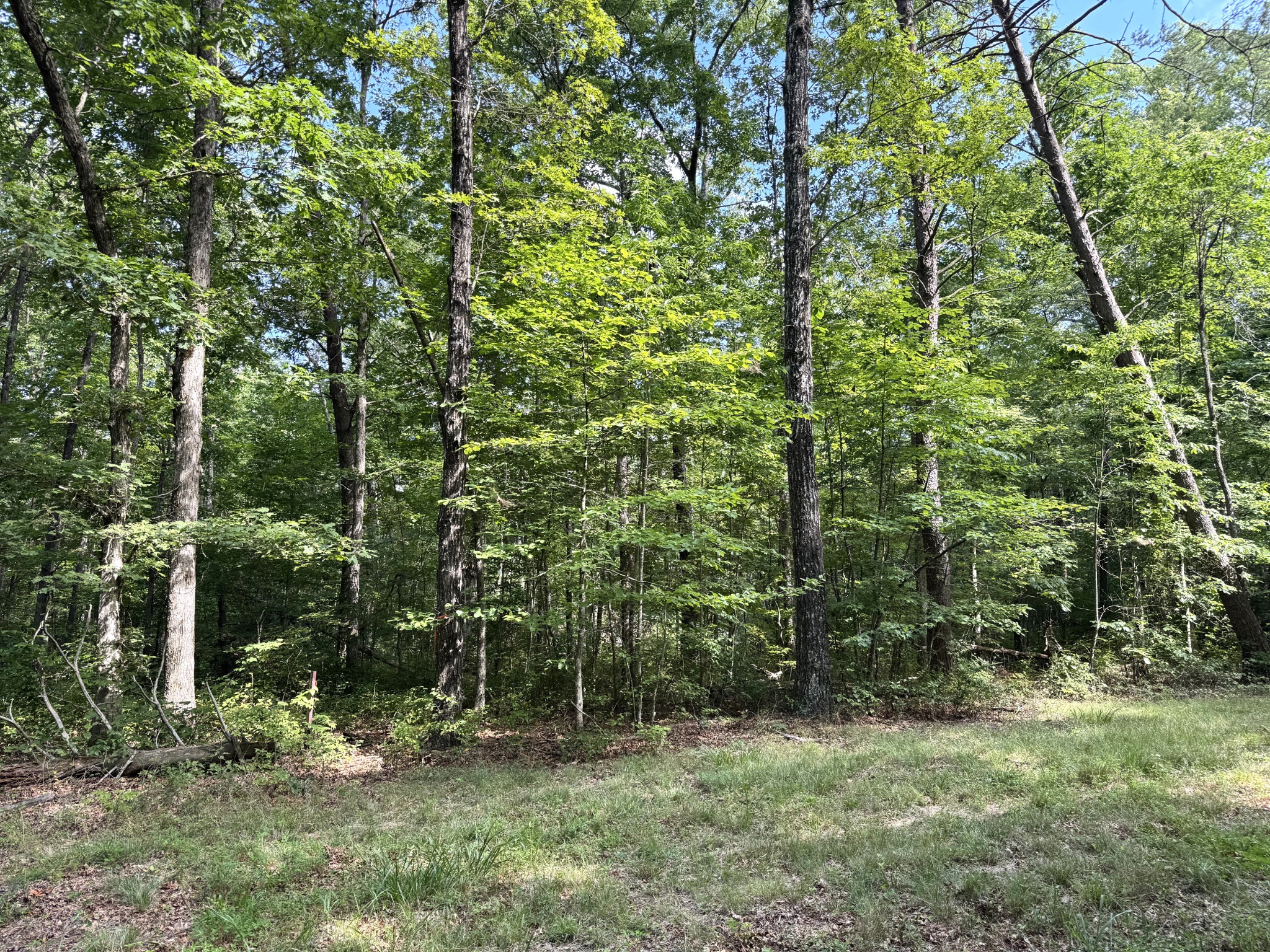 0 Indian Camp Creek Road Altamont, TN 37301 - Photo 16 of 24 a view of outdoor space and green space