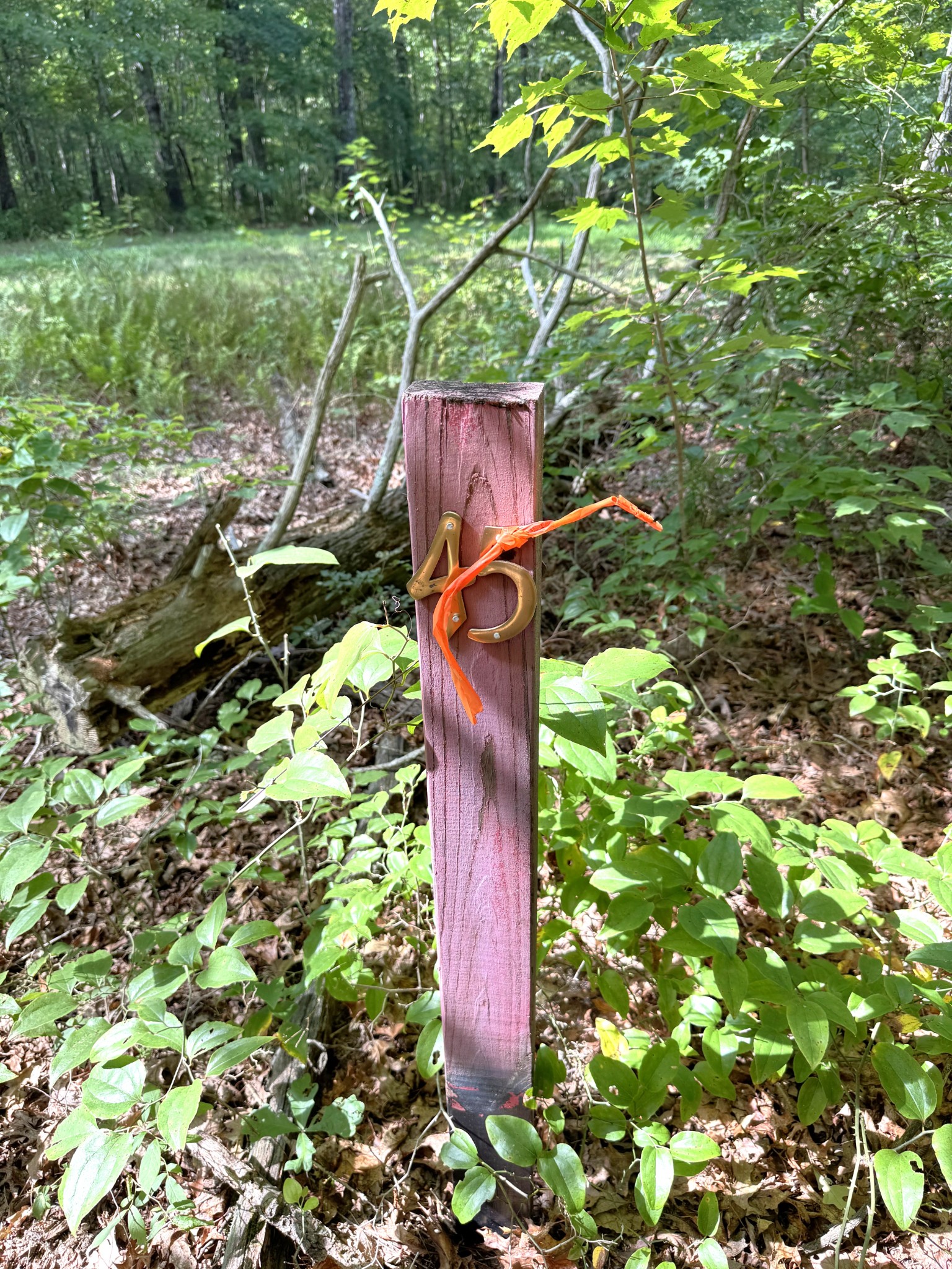 0 Indian Camp Creek Road Altamont, TN 37301 - Photo 7 of 24 a view of yard