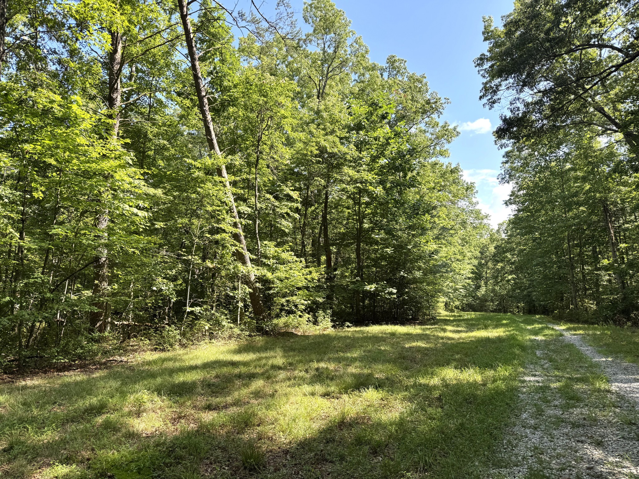 0 Indian Camp Creek Road Altamont, TN 37301 - Photo 10 of 24 a view of a yard with a tree