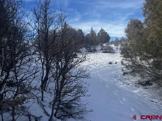1146 Harvard Avenue Pagosa Springs, CO 81147 - Photo 17 of 26 a view of a dry yard with trees