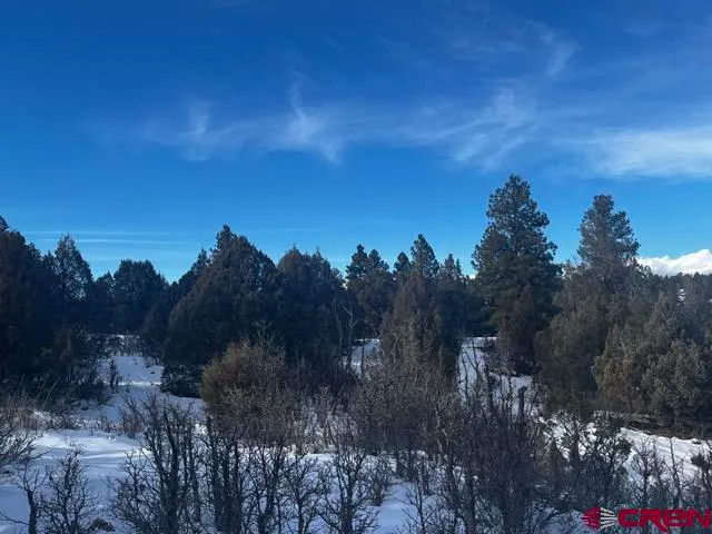 a view of a dry yard with trees