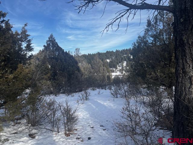 1146 Harvard Avenue Pagosa Springs, CO 81147 - Photo 22 of 26 a view of a forest with a tree
