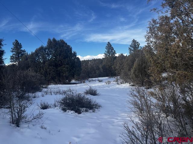 1146 Harvard Avenue Pagosa Springs, CO 81147 - Photo 23 of 26 a view of a dry yard with trees